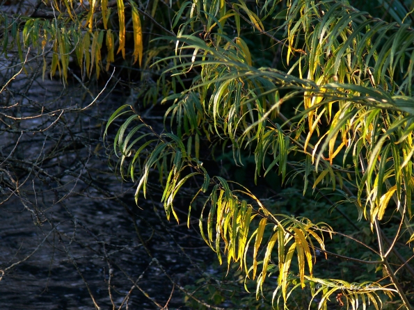 Chant d'automne 2012 (14)